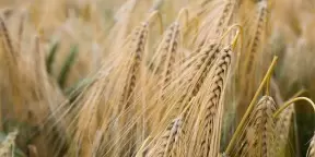 wholesale grain & produce