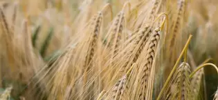 wholesale grain & produce