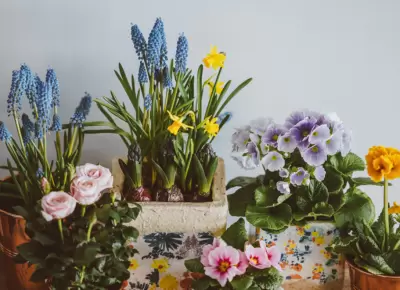 What's In Your Superannuation Flower Pot?