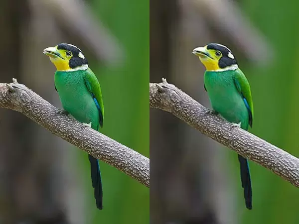 birds test image