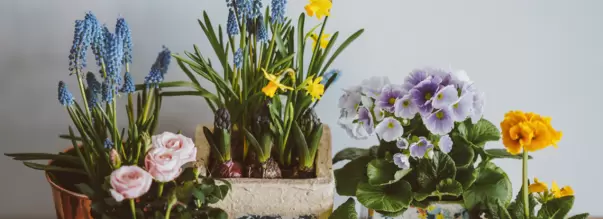 What's In Your Superannuation Flower Pot?