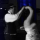 Mégan Smith small profile picture